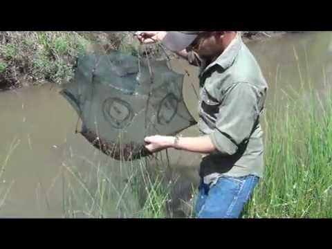 Easy Way to Catch Minnows! Free! Best Way? Fast! Minnow Trapping! - How to  Use Umbrella Net 