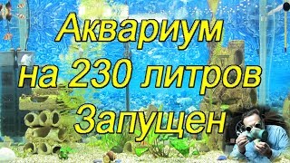 Самодельный аквариум на 230 литров запущен