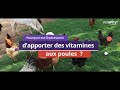 Pourquoi est-il nécessaire d'apporter des vitamines aux poules (volailles) ?