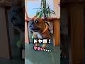 DOGCAFEBellさんで新しい出会い🐶🐾✨️可愛いかった😻‼️
