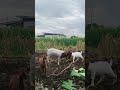 The Secret to Raising Boer Goats for Beginners (You Won&rsquo;t Believe How Easy It Is!)#shorts #viral