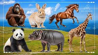 Baby farm animal moments: Orangutan, Rabbit, Horse, Giraffe, Hippopotamus & Panda