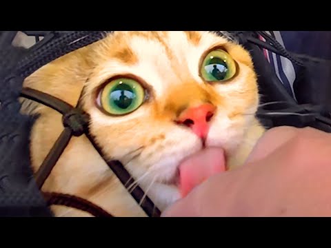 Silliest Cute Cat Bloopers | Funny Pet Videos