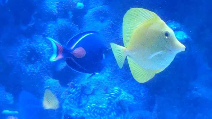 New Achiles Tang