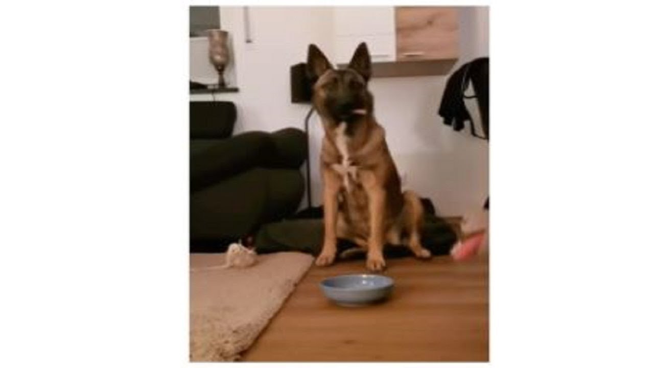 Teaching My Dog Not To Eat Certain Types Of Food... YouTube
