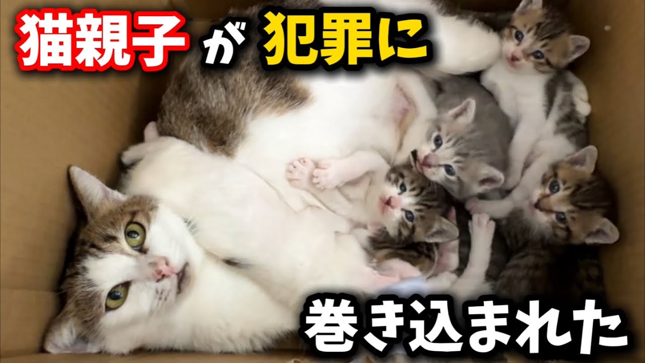 生後三週間の子猫とママ猫が急に犯罪に巻き込まれてしまいました