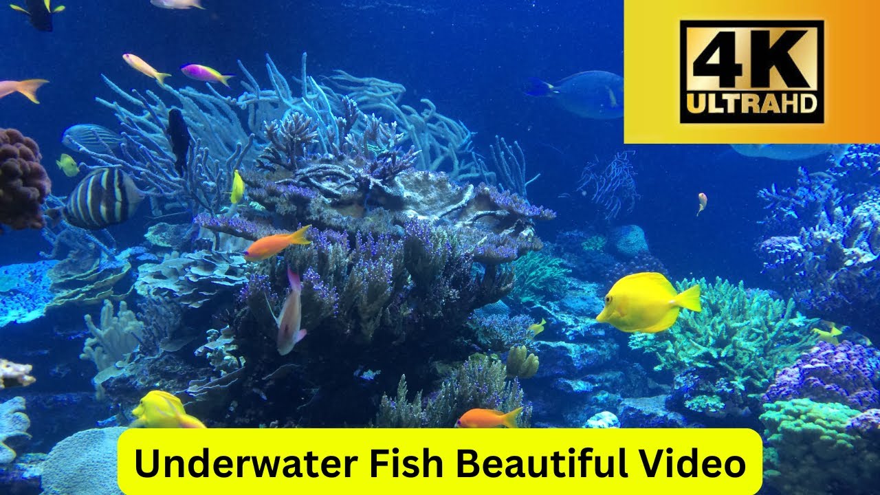 Fish Mp4 Underwater Fish Beautiful Video Aquarium 4k VIDEO (ULTRA HD) - YouTube