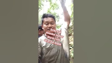 Strike Mahser / Jurung Super Besar #fishing #jurung #pancing #ikan #angler