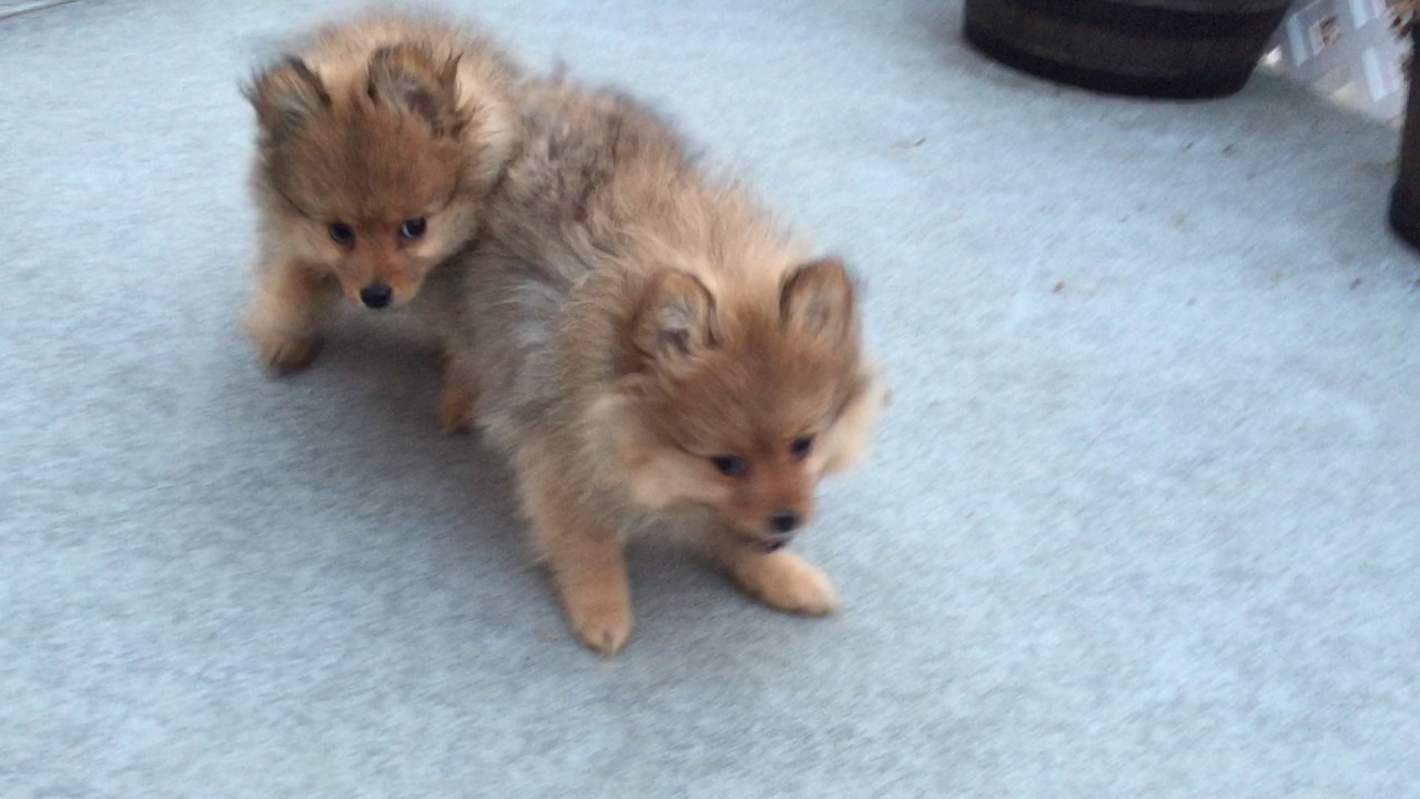 Pomeranian dog puppies Rain and Storm 10 weeks old - YouTube