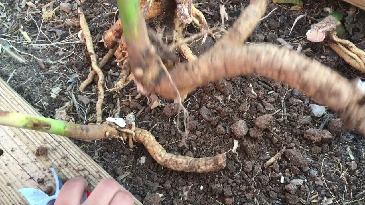 Dividing Hardy Hibiscus Above Ground