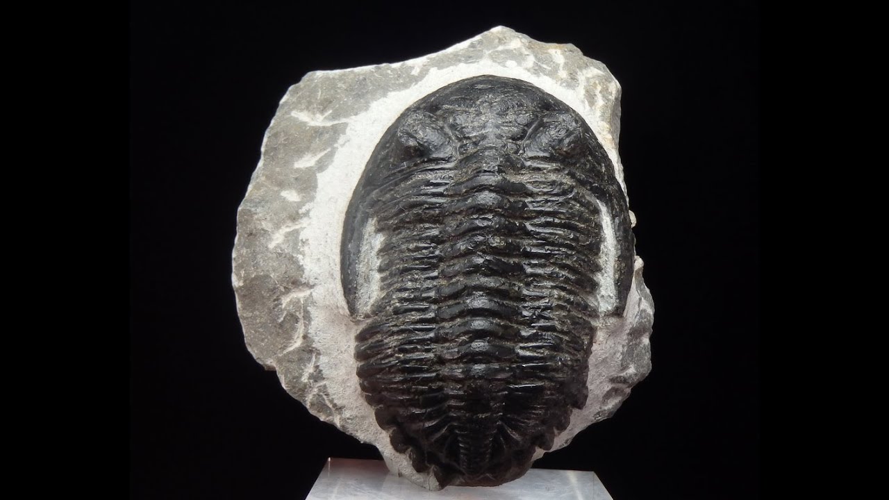 175062600302 TRILOBITE Hollardops - Devonian - Morocco, Anti-Atlas Mts., Tafilalt /black_orion666/