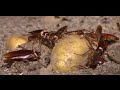 El negocio de las cucarachas .