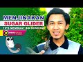 Menjinakan sugar glider  sugar glider bonding tips