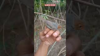 Panen burung prenjak satu tempat dua poin jerat pulut