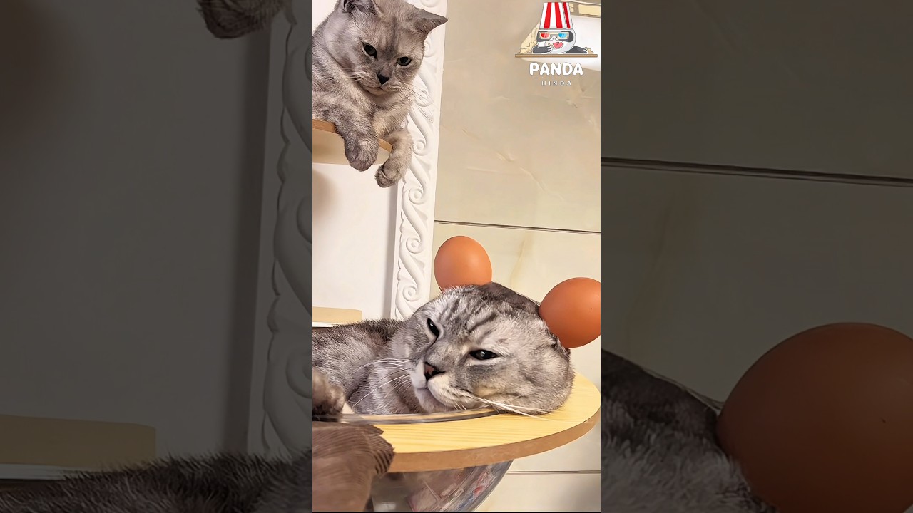 That translates to: "My cat looks very cute wearing an eggshell hat.😂😂