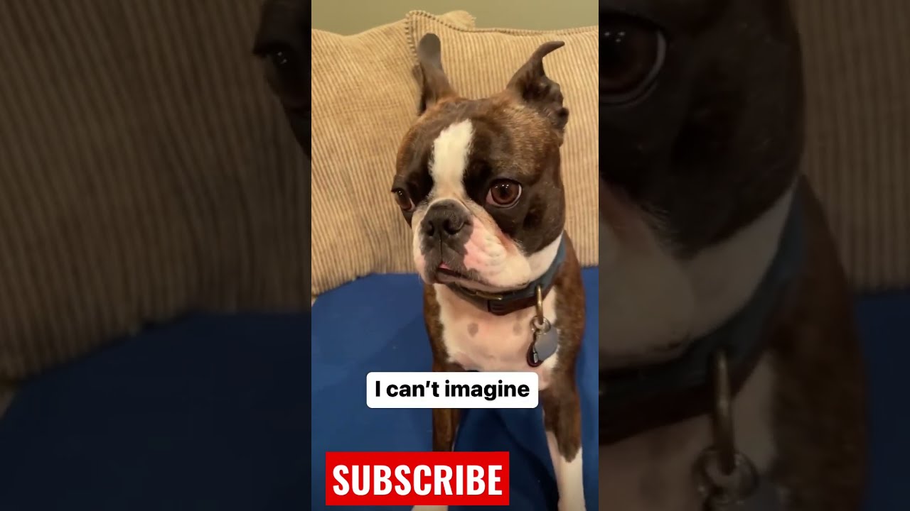 I Mean LOOK At This THING Bostonterrier Beautiful Itscorn