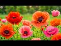 (No Ads) Spring Calm Music 🌿 Stress Relief & Relaxation Therapy for Deep Sleep