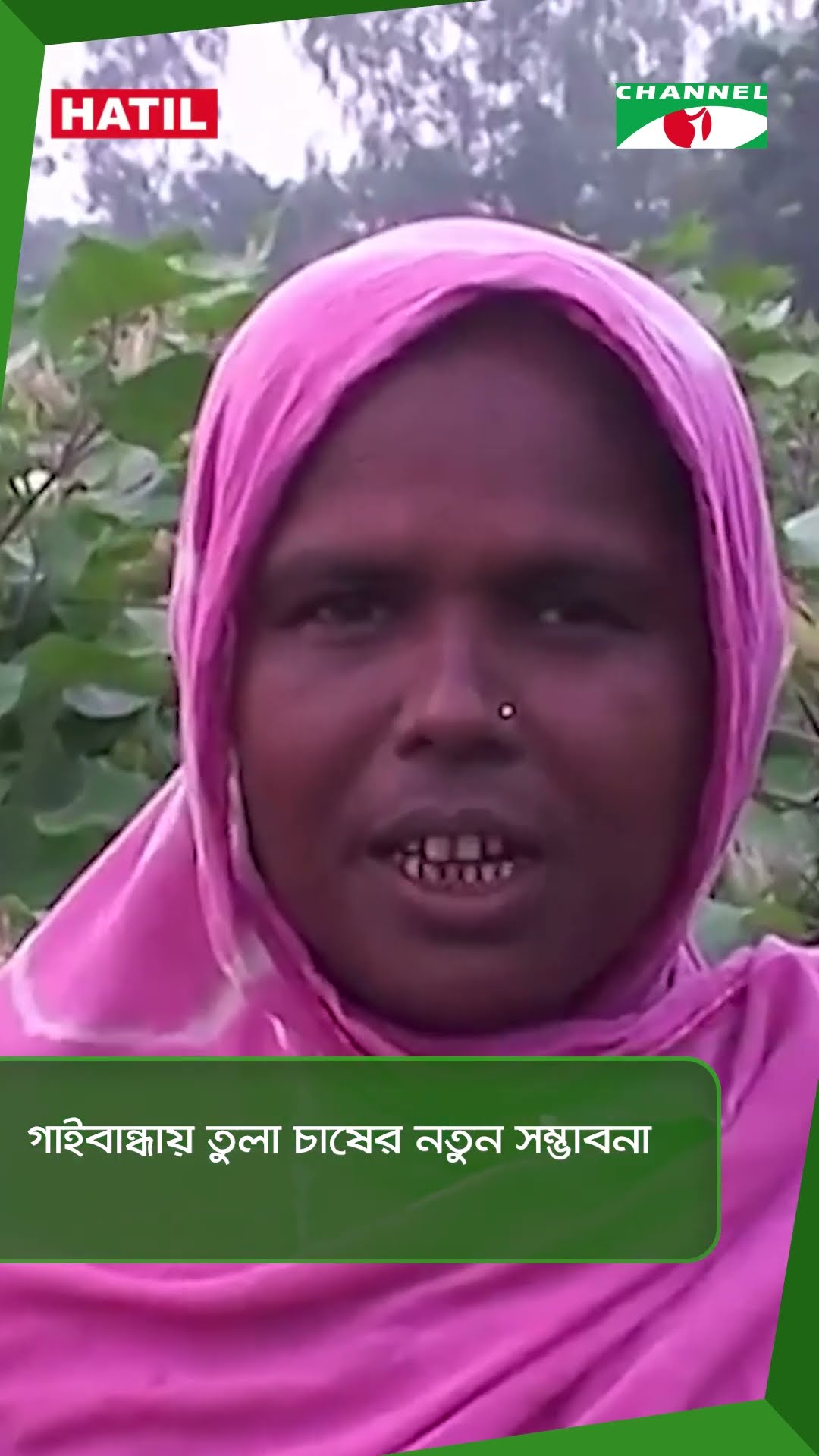 গাইবান্ধায় তুলা চাষের নতুন সম্ভাবনা || Channel i News