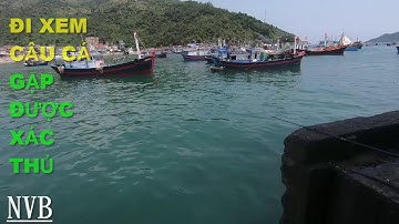 Câu cá Dìa | Xem Câu Cá Bên Câu Cảng Đại Lãnh Gặp Cần Thủ Cảng Vân Phong  | FISHING