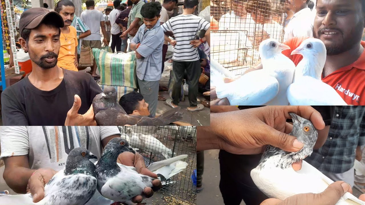 "কলকাতা" কবুতর হাট 01:06:2025/Kolkata Pigeon Market | Galiff Street Biggest Kabootar Market Kolkata