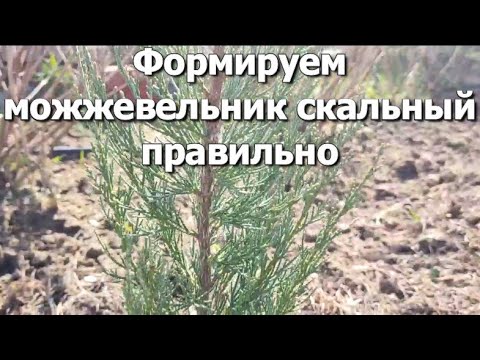 Формируем можжевельник скальный (маленький Skyrocket) | Как формировать можжевельник правильно