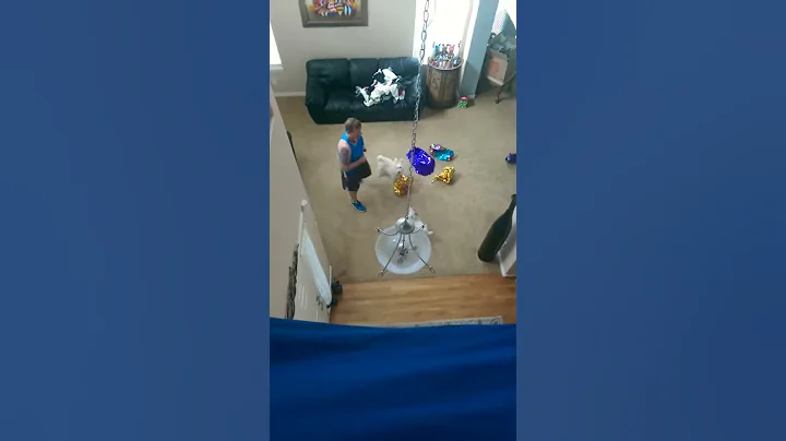 Dog taking aggression out of balloons