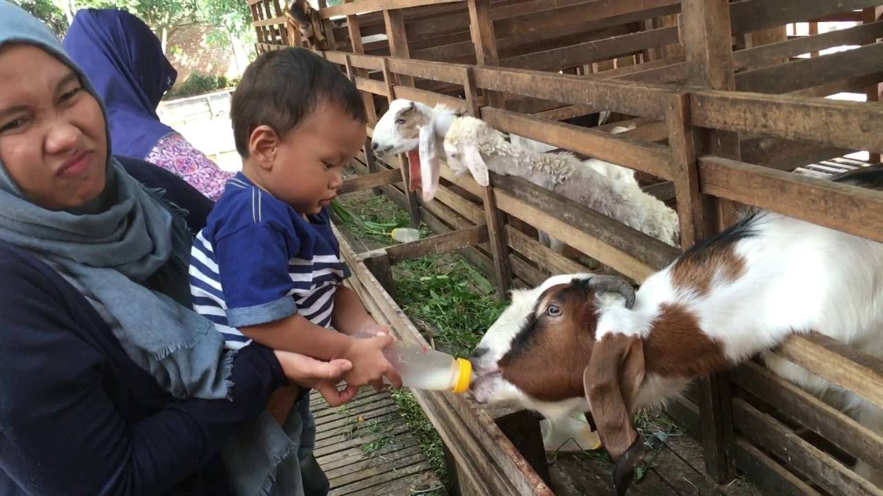 Minum Susu Kambing di Kuntum Farmfiled Bogor