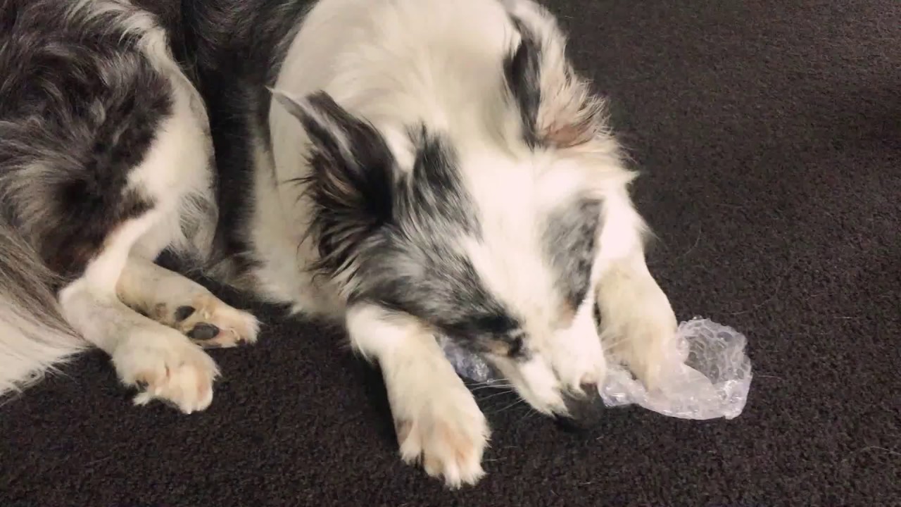 Funny Border Collie dog still loves bubble wrap YouTube