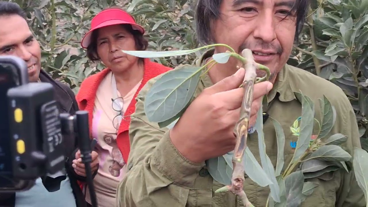Vista de campo 4 (Taller de cultivo de palto - Cañete Perú)