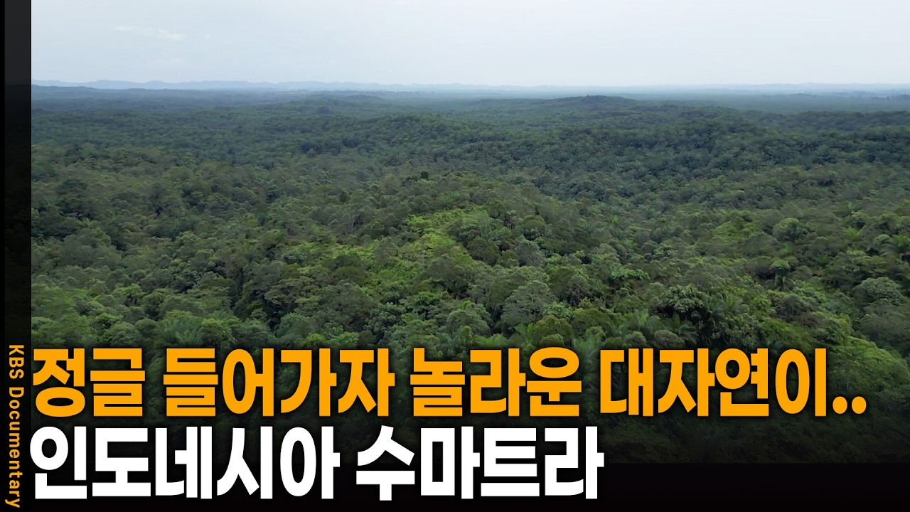 정글 깊숙이 들어가자 대자연이.. 세계에서 6번째로 큰 섬 인도네시아 수마트라 | KBS 걸어서 세계 속으로 20250612 방송