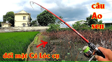 Câu lure Cá Lóc ở Ao sen hoang, bất ngờ đối mặt Cá Lóc cụ