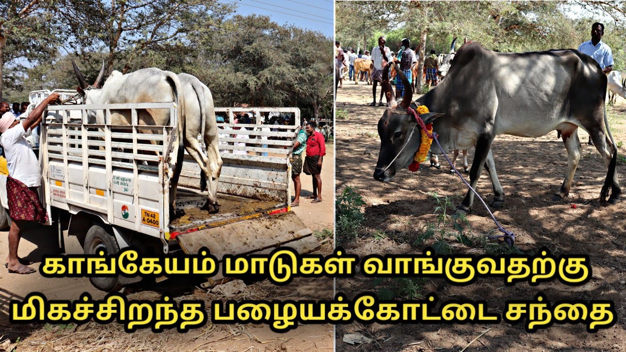 காங்கேயம் மாடுகள் வாங்குவதற்கு மிகச்சிறந்த பழையக்கோட்டை சந்தை || kangayam cow Market in tamilnadu