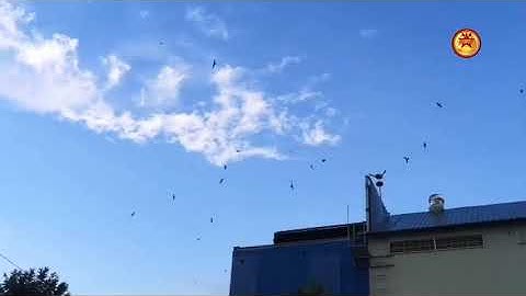 Special Sounds for SET King 168 - Swiftlet 168 Swallow sounds Good to Respond 4 Months