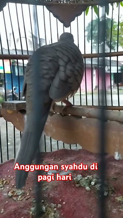 Begtu syahdu suara kutut jawa #fypyoutube