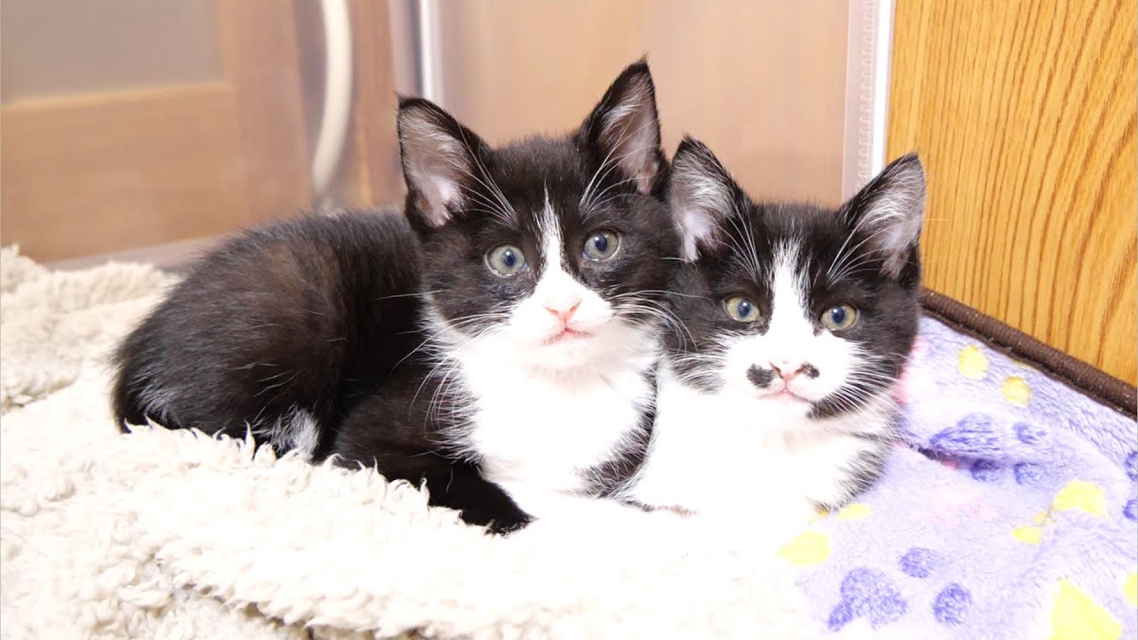 Bonus video 3 of the three kitten sisters - YouTube