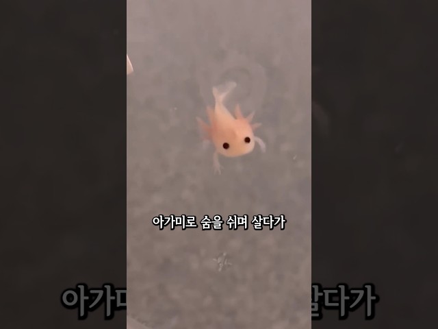 평생 아기로 살아가는 생물