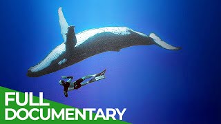 Our Oceans  Unlocking the Secrets of the Underwater | Free Documentary Nature