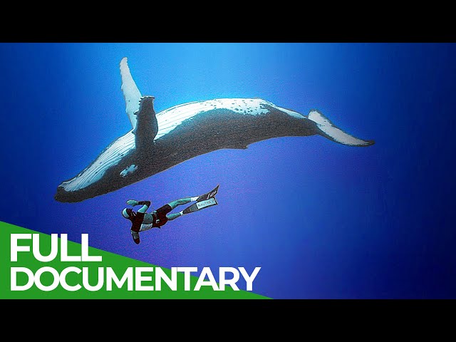 Our Oceans - Unlocking the Secrets of the Underwater | Free Documentary Nature class=