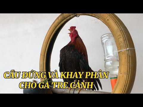 Video Bí kíp làm cầu đứng và khay đựng phân thẩm mỹ cho gà... - youtube