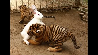 #Shorts Babies Tiger & Bunny Fiends | Cute Tiger & Sweet Bunny