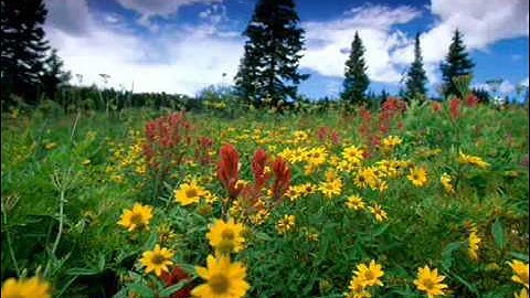 سورة القمر للشيخ سعد الغامدي