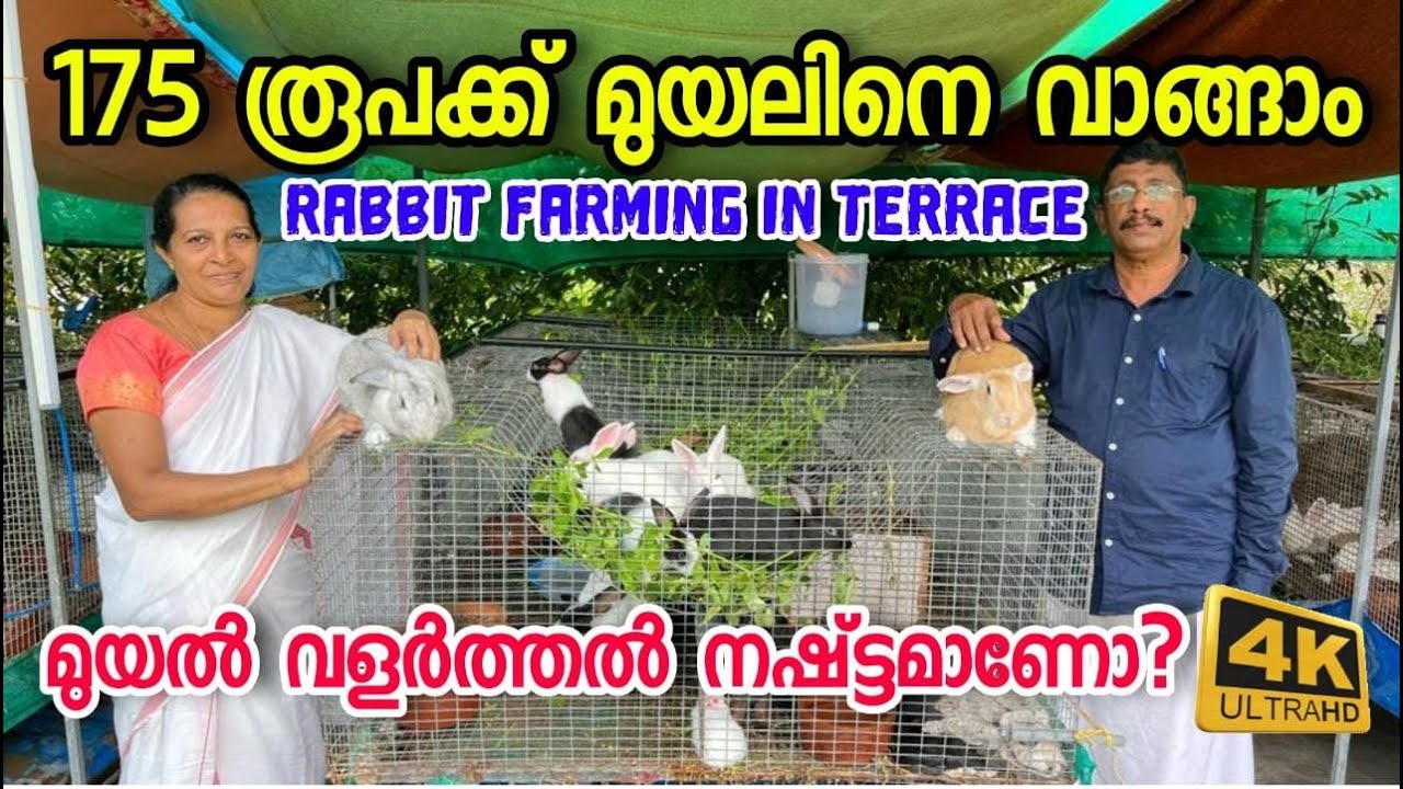 RABBIT FARMING | Pattus Rabbit Farm [Farm closed]