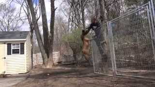 Imortal Pitbulls Ddk9 2014 The Worlds Best Off Breed K9 Protection Company