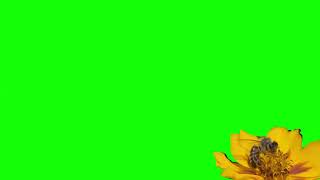 Green Screen Bee Abelha