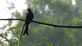 Download Lagu Drongo Cuckoo MP3 Download Lagu Drongo Cuckoo MP3