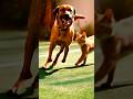 Play with me : pets in action