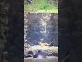 Lion vs Crocodile & Hippo #animals #wildlife #lion #video #crocodile #nature #hippo #safarilife