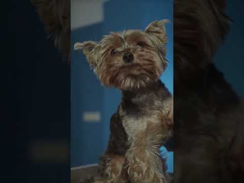 Video Tẩy Lông Nách Cho Cún Yêu :) #shorts #cute #short - youtube
