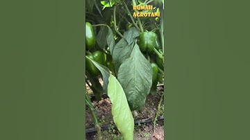 Begini Pertanian Paprika di Luar Negeri