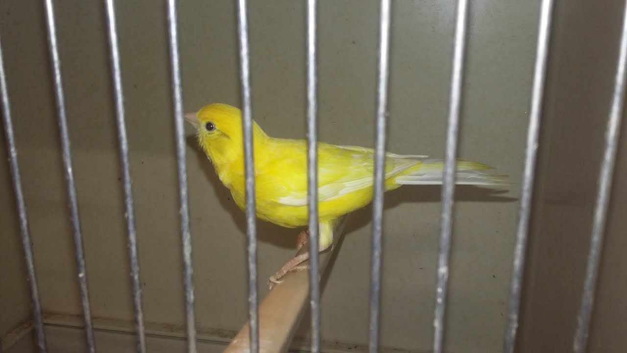 Ma Methode Elevage Canaris de A à Z